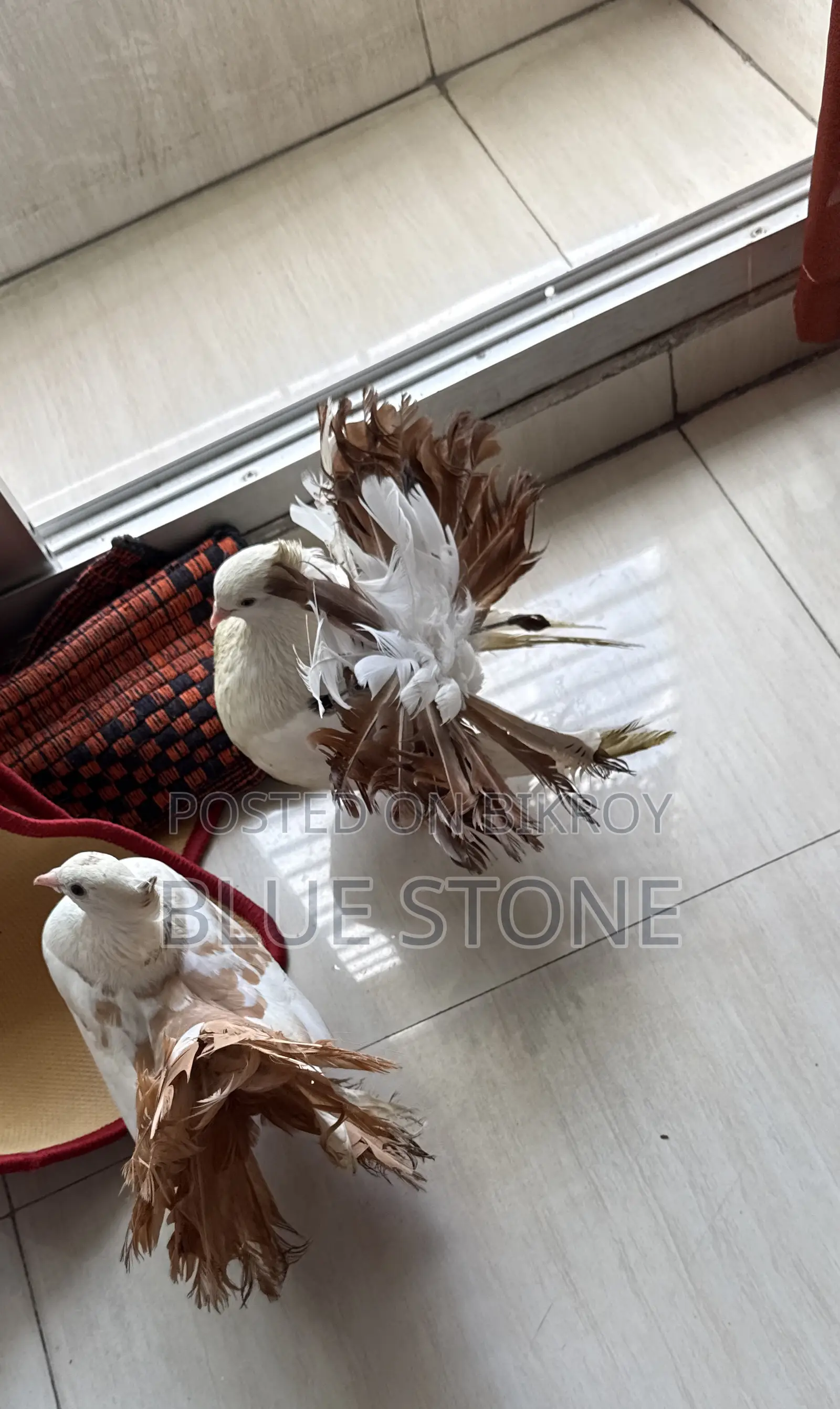 Lokkha Pigeon Pair