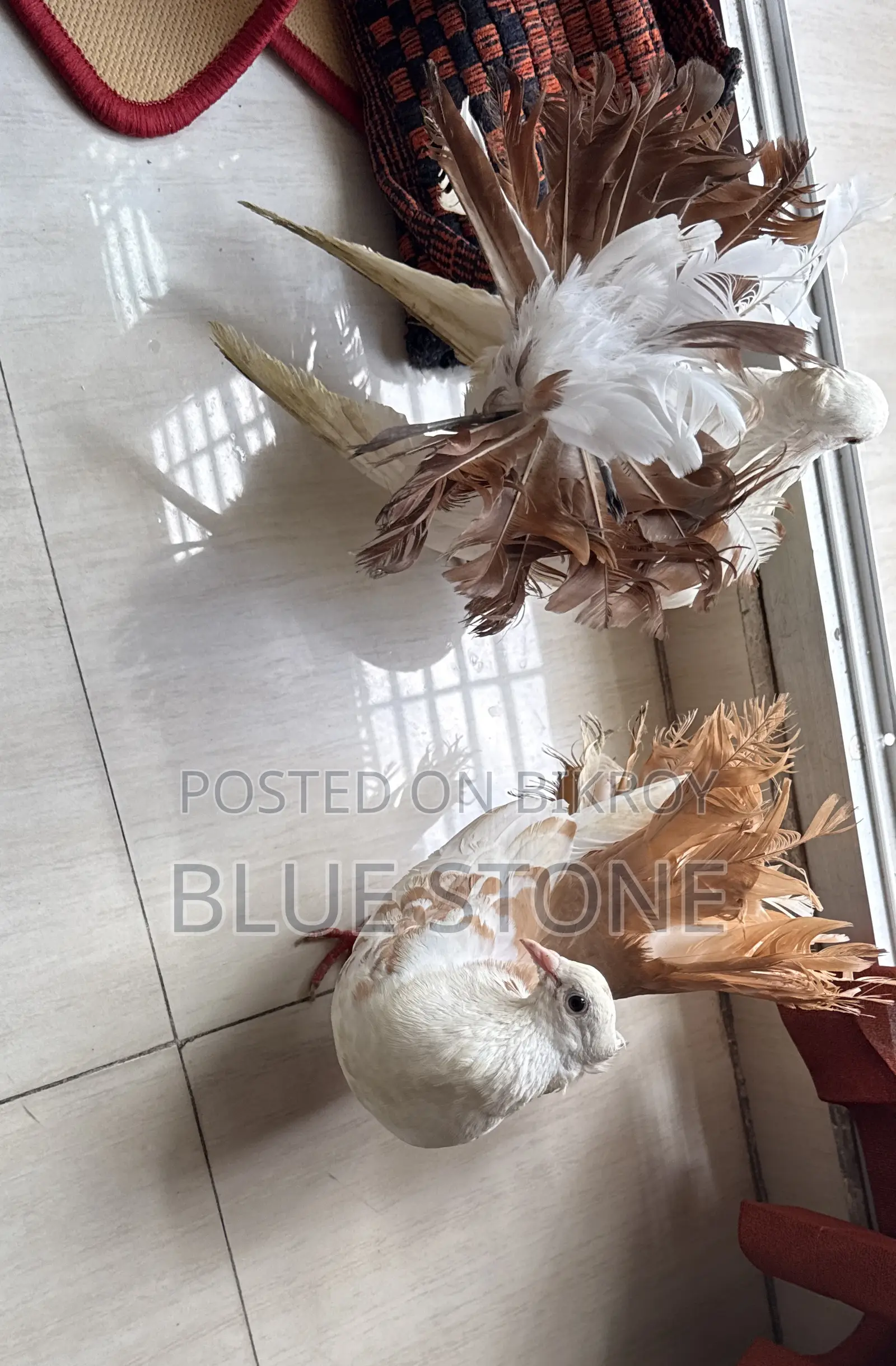 Lokkha Pigeon Pair