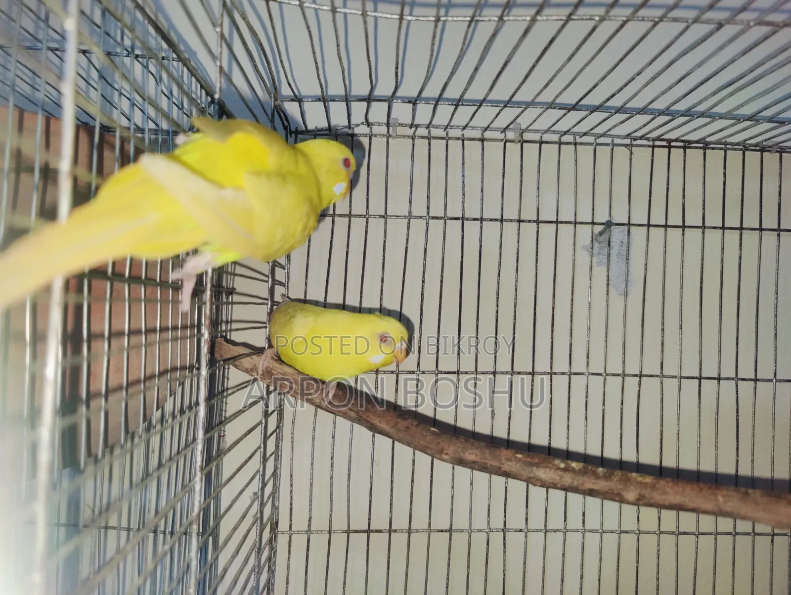 রেড আই লুটিনো বাজারিগার