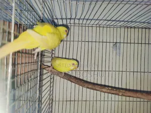 রেড আই লুটিনো বাজারিগার