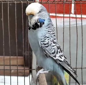 English Budgerigar