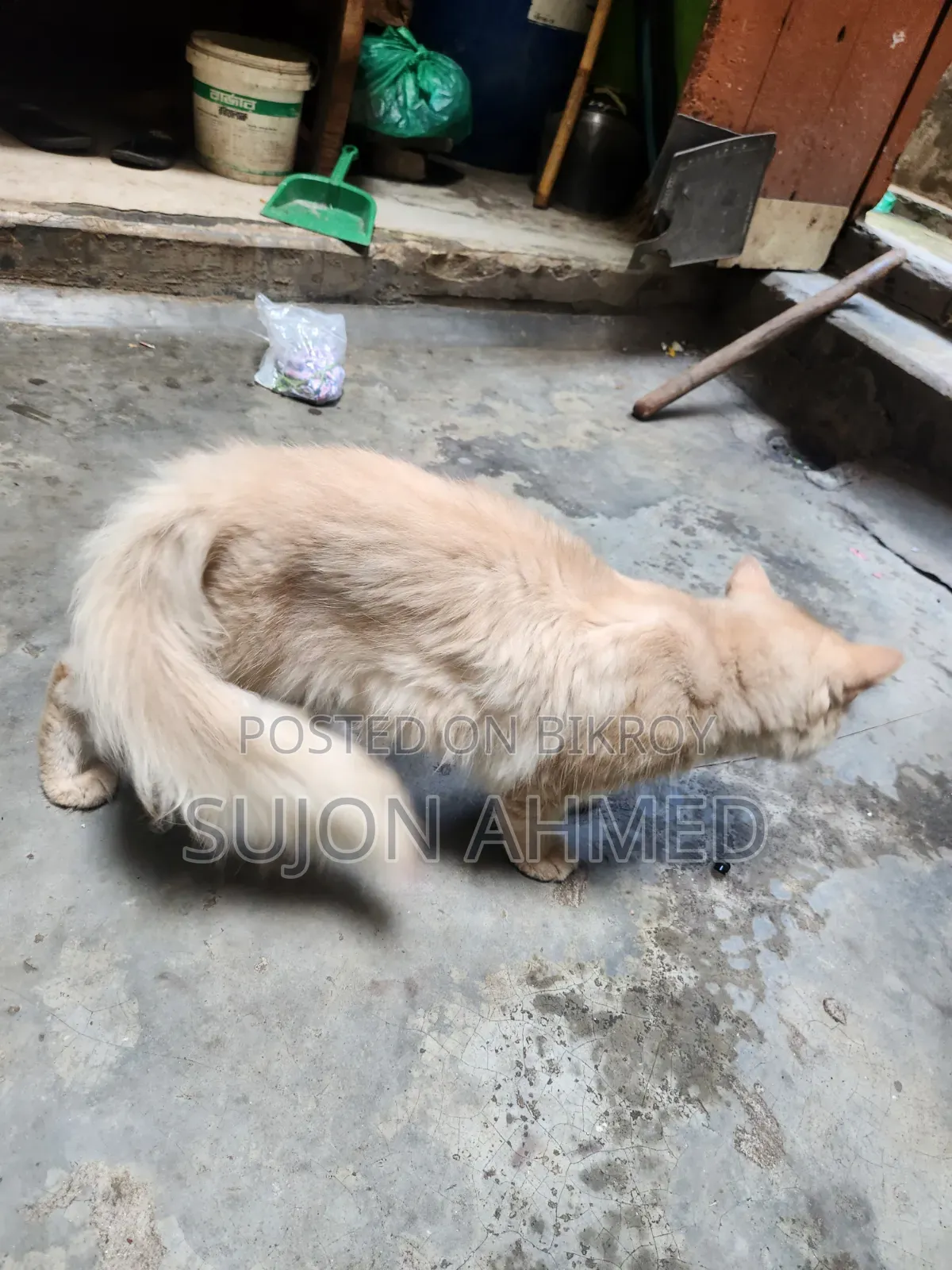 1+ Year Male Purebred Exotic Cat
