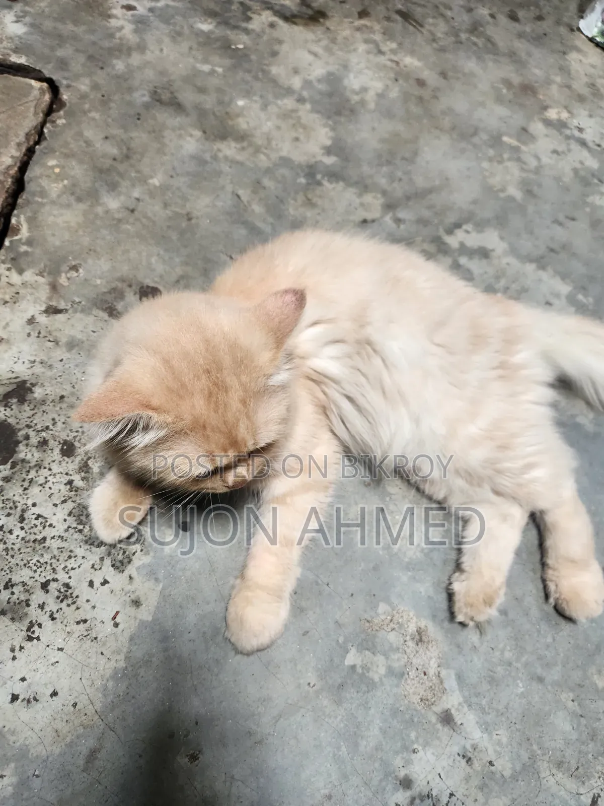 1+ Year Male Purebred Exotic Cat