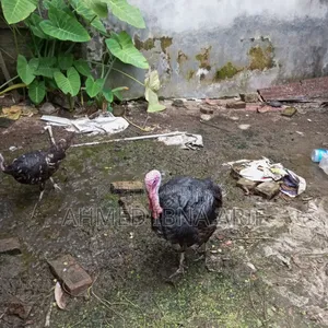 রানিং টার্কি ১ জোরা