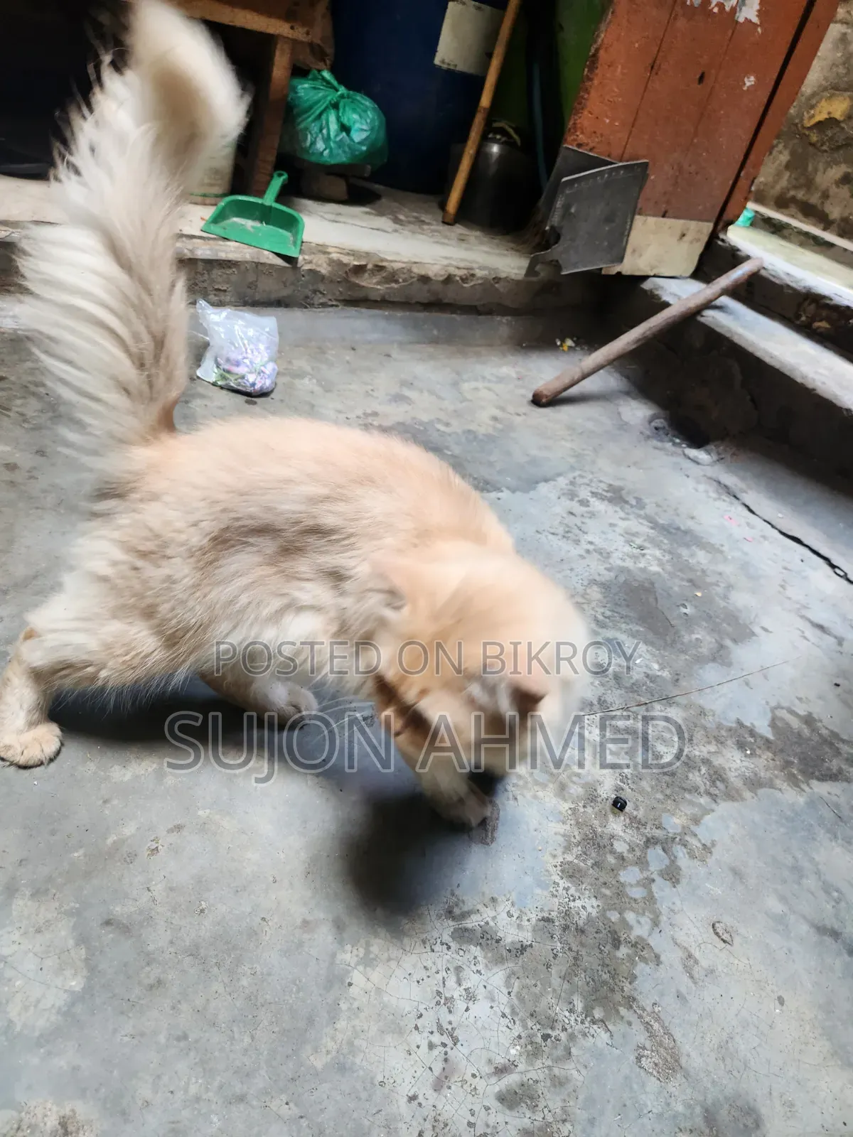 1+ Year Male Purebred Exotic Cat