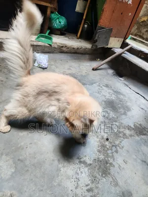 1+ Year Male Purebred Exotic Cat