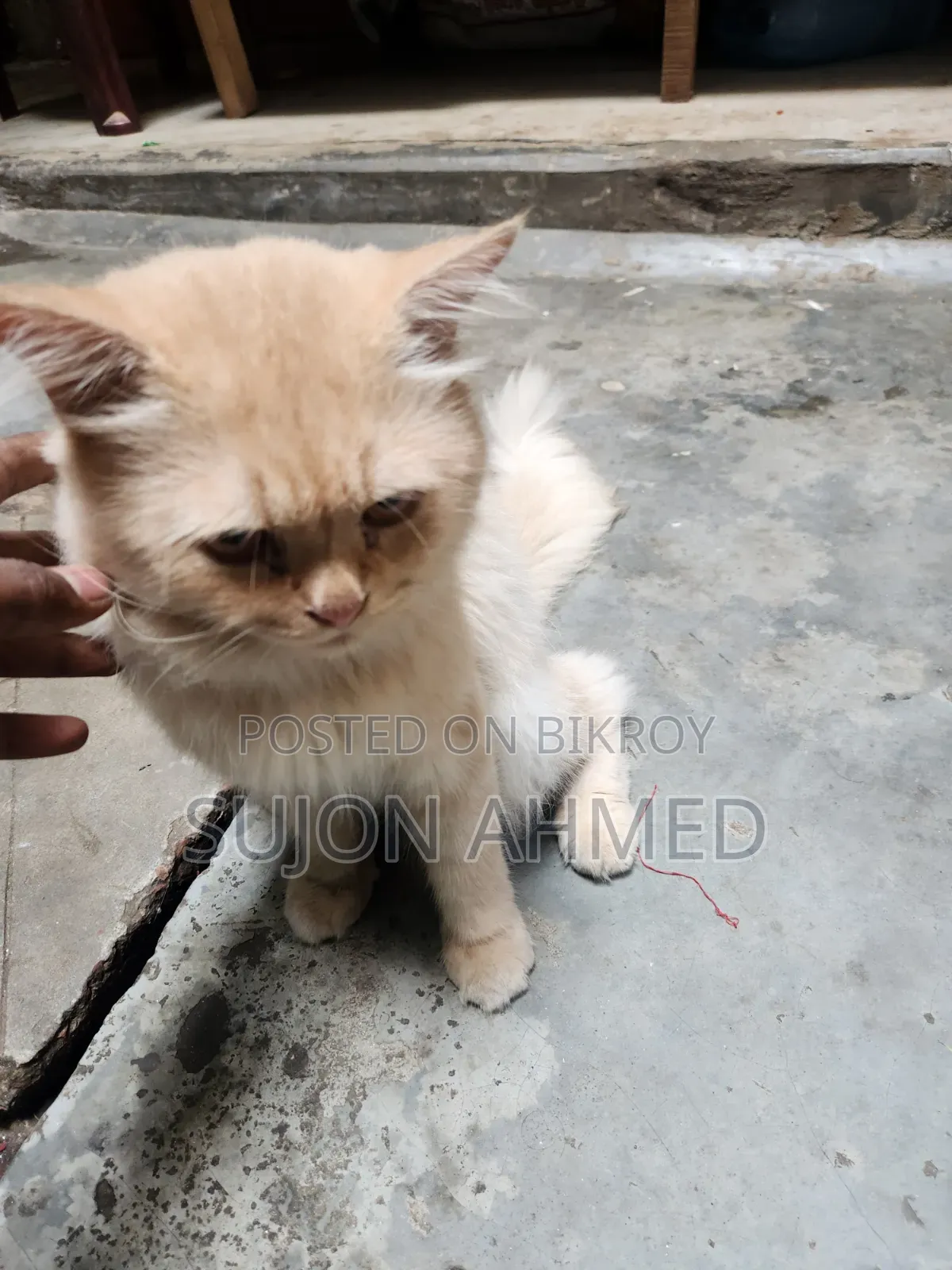 1+ Year Male Purebred Exotic Cat