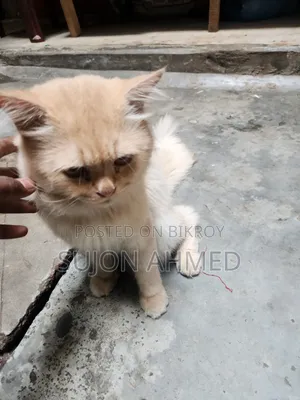 1+ Year Male Purebred Exotic Cat