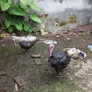 রানিং টার্কি ১ জোরা