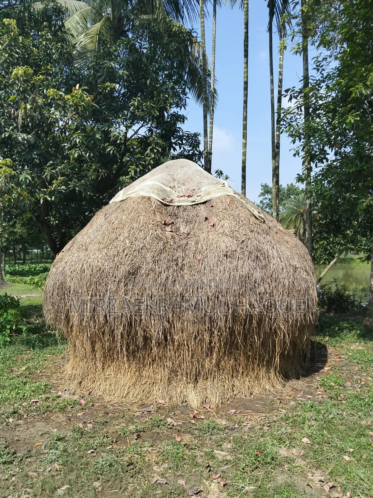 High-quality paddy straw stack for sale, suitable for cattle farms