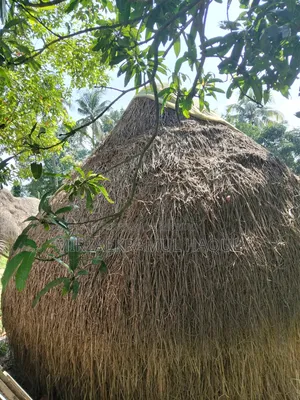 High-quality paddy straw stack for sale, suitable for cattle farms