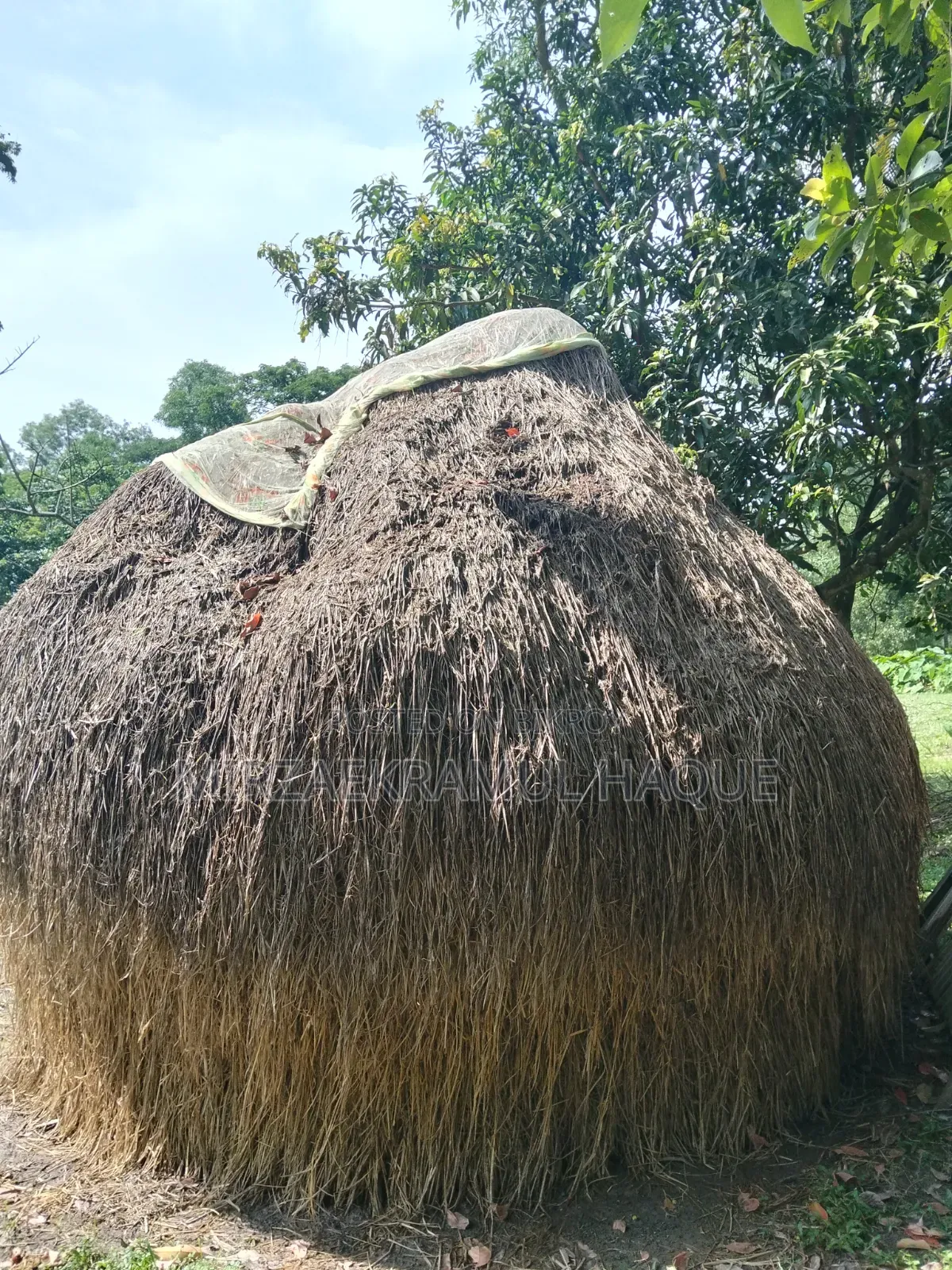 High-quality paddy straw stack for sale, suitable for cattle farms