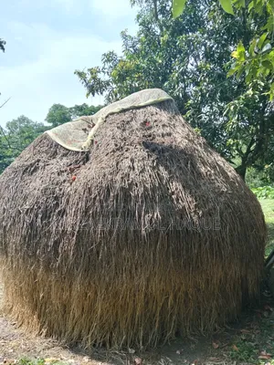High-quality paddy straw stack for sale, suitable for cattle farms