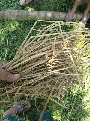High-quality paddy straw stack for sale, suitable for cattle farms