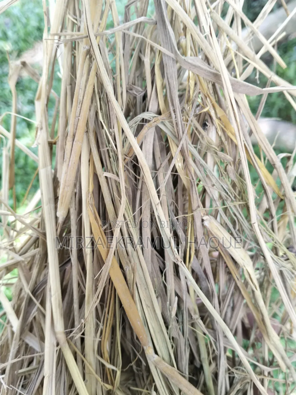 High-quality paddy straw stack for sale, suitable for cattle farms