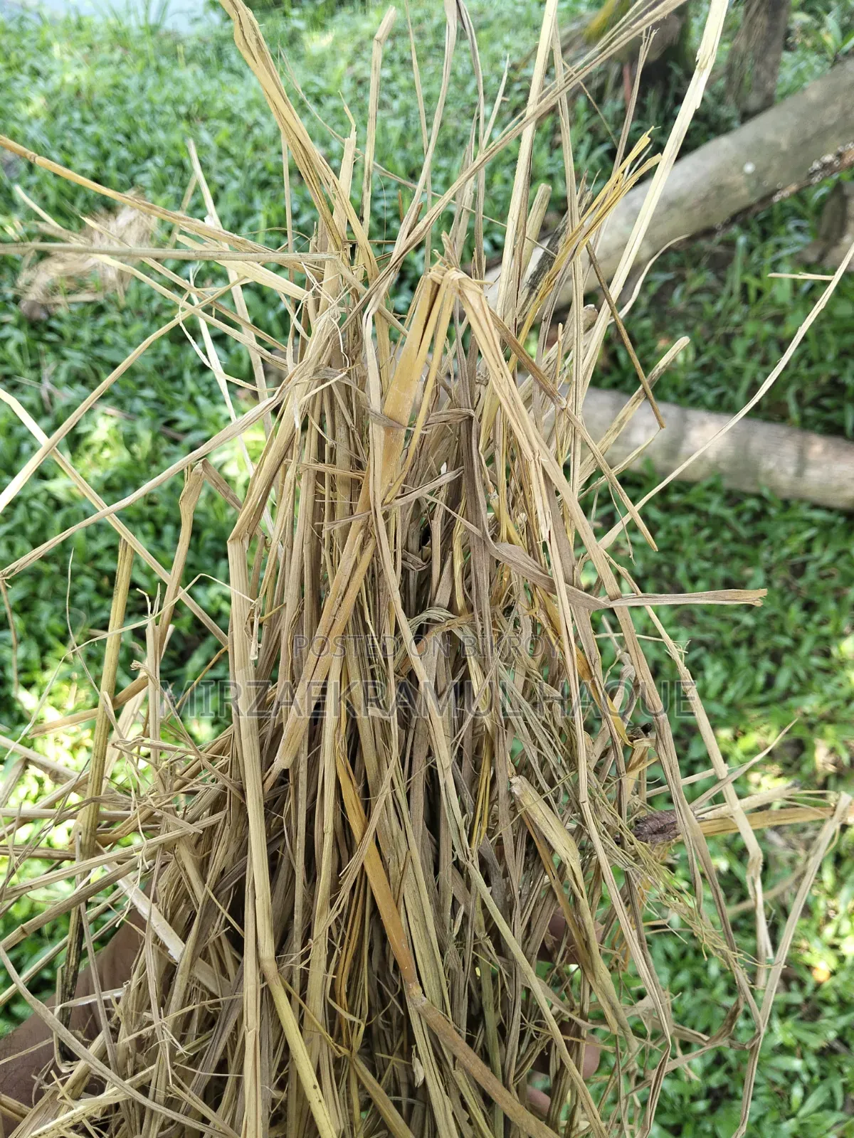 High-quality paddy straw stack for sale, suitable for cattle farms