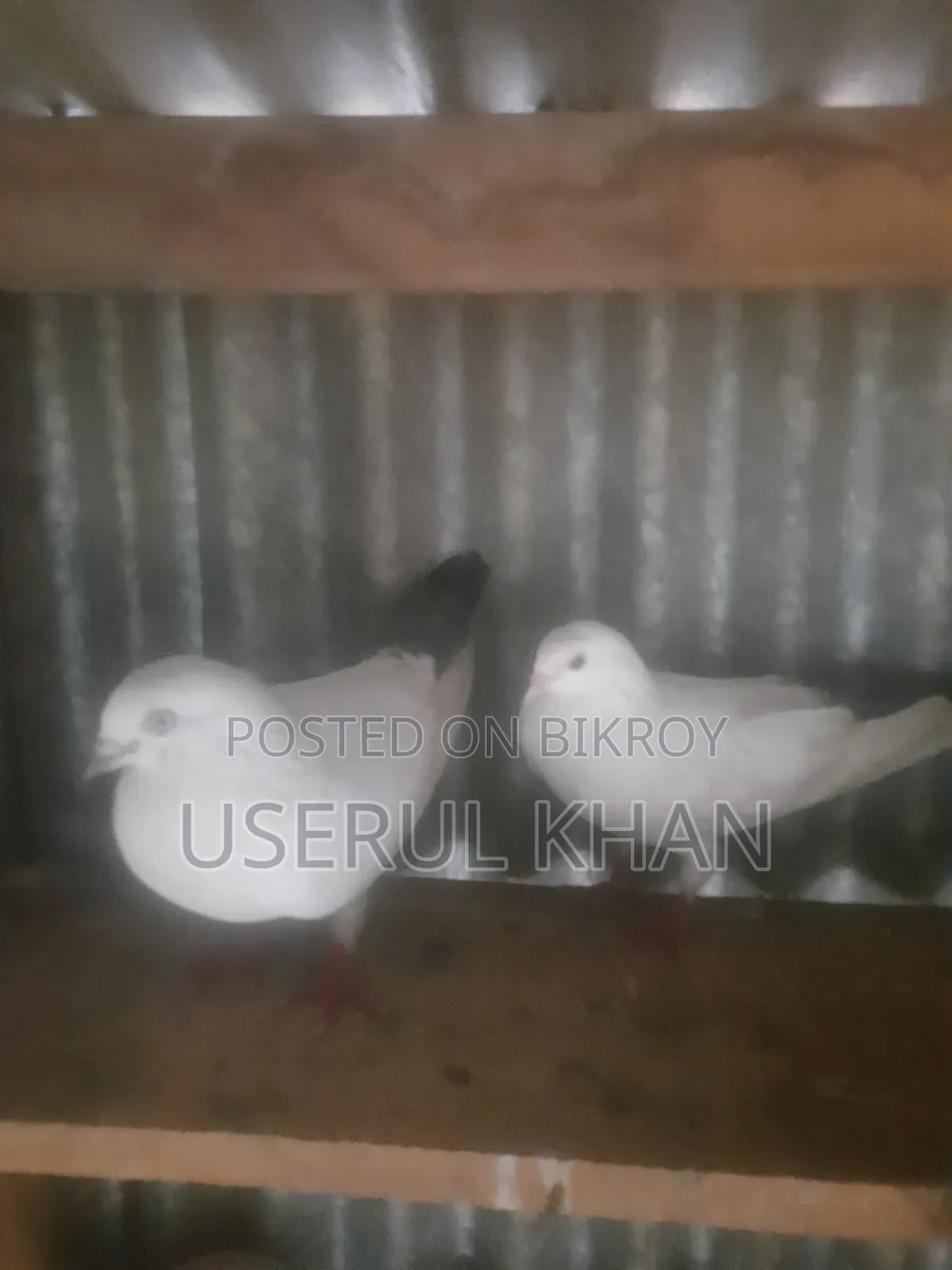 Kaldom Kobutor