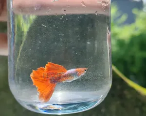 Red Head Santa Claus Guppy