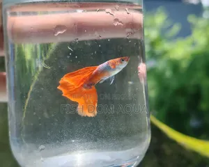 Red Head Santa Claus Guppy