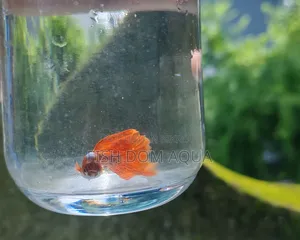 Red Head Santa Claus Guppy