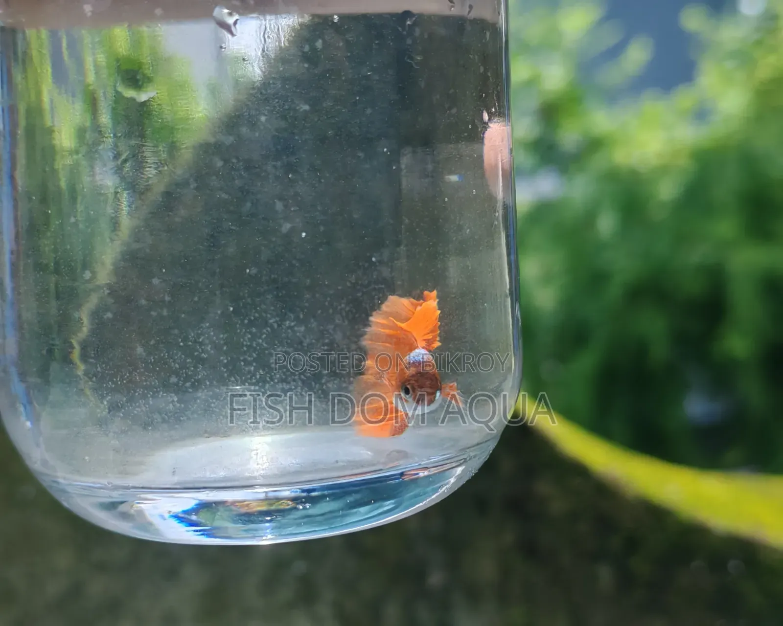 Red Head Santa Claus Guppy