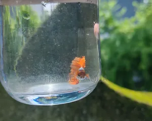 Red Head Santa Claus Guppy