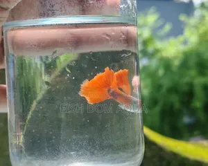 Red Head Santa Claus Guppy