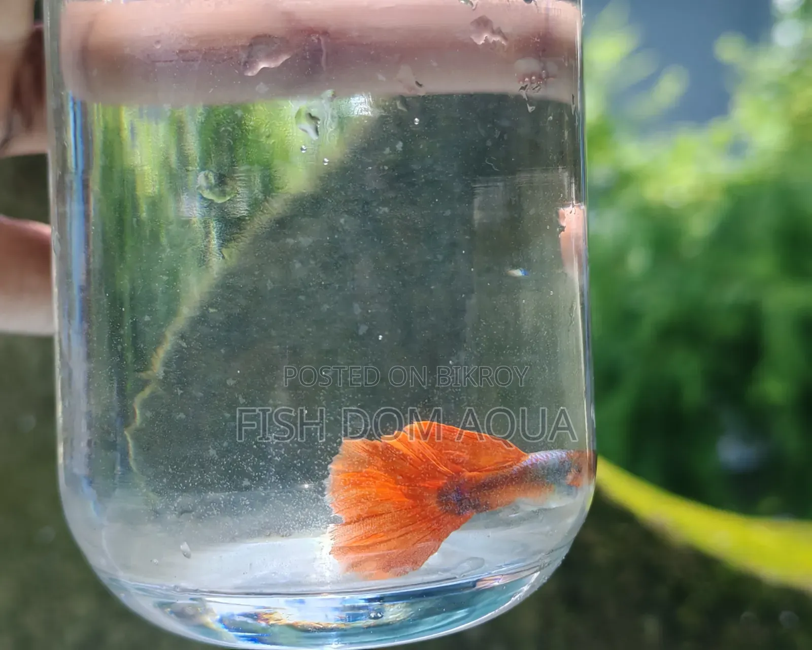 Red Head Santa Claus Guppy