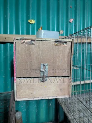 ব্রিডিং বক্স, লাভ বার্ড ককাটেল