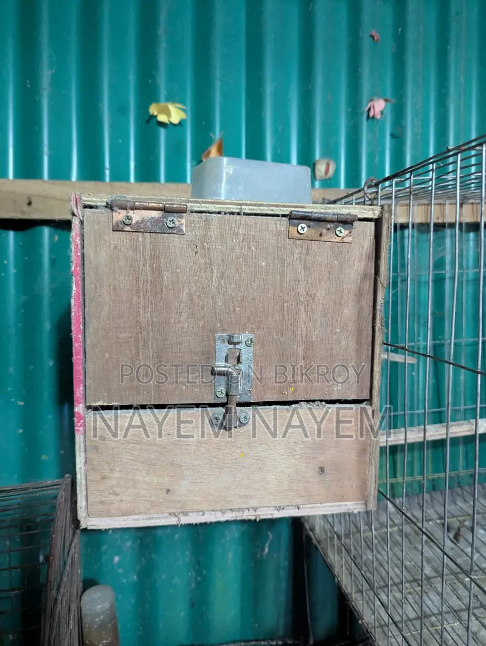 ব্রিডিং বক্স, লাভ বার্ড ককাটেল