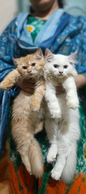 1-3 Months Female Purebred Persian