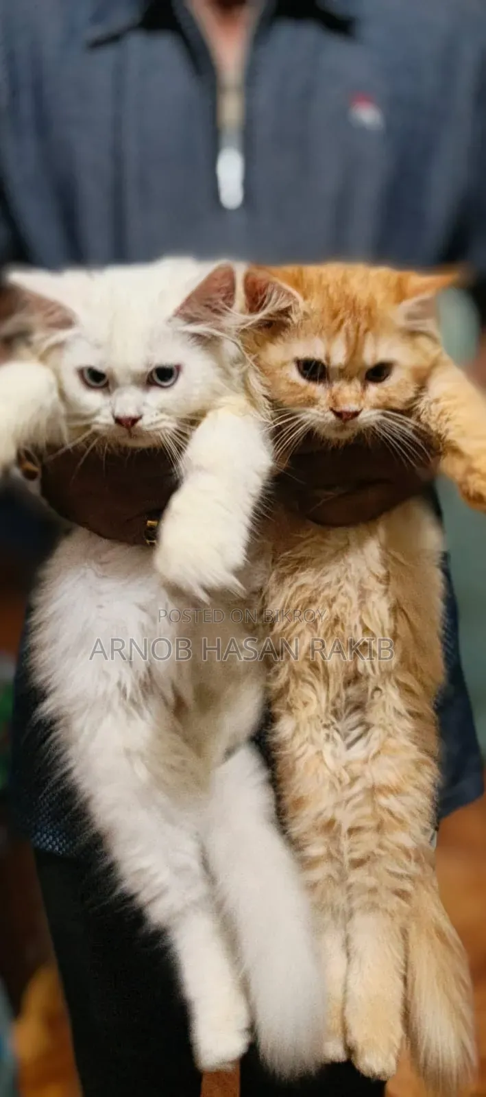 1-3 Months Female Purebred Persian