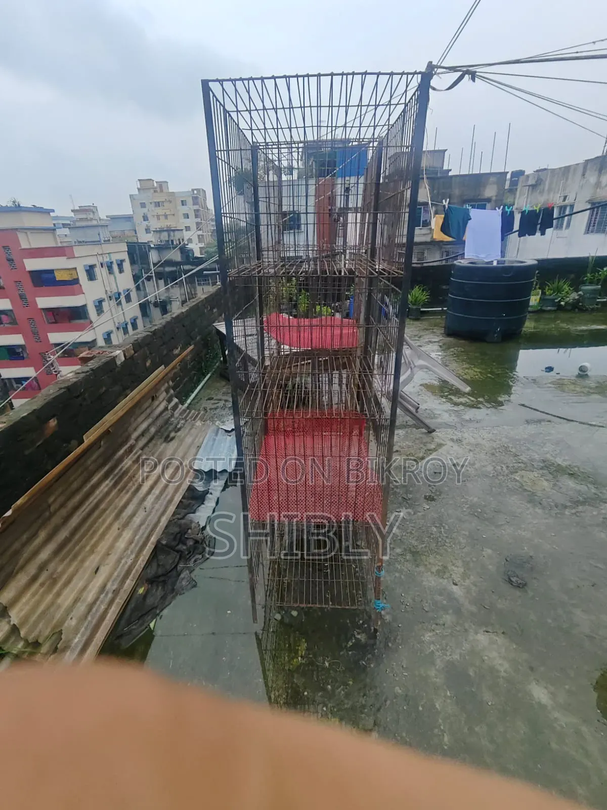 পাখির খাচা
