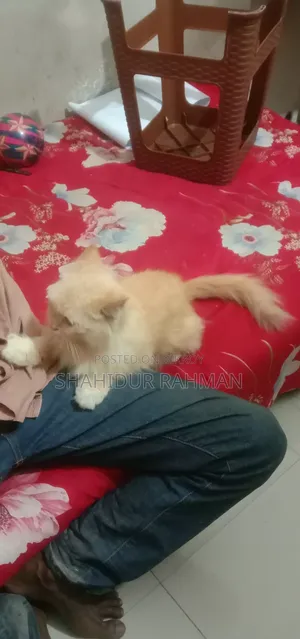 6-12 Months Male Purebred Persian