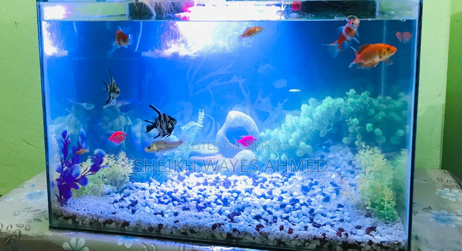 অ্যাকোয়ারিয়াম ফিশ ফর সেল