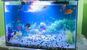অ্যাকোয়ারিয়াম ফিশ ফর সেল
