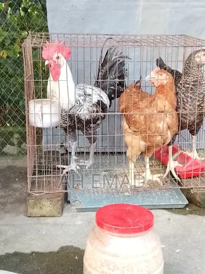 ফাউমি মোরগ বিক্রয় করা হবে