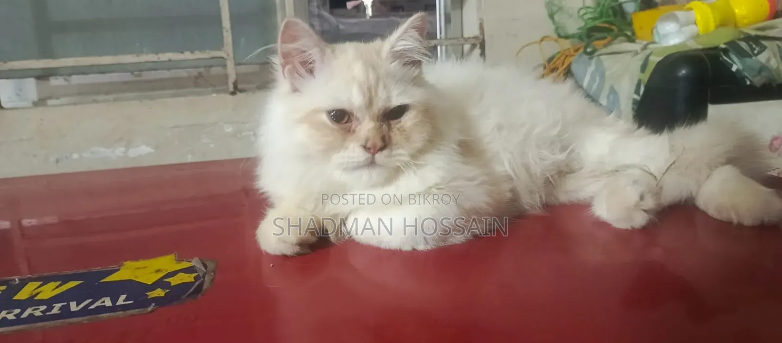 1-3 Months Male Purebred Persian