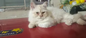 1-3 Months Male Purebred Persian