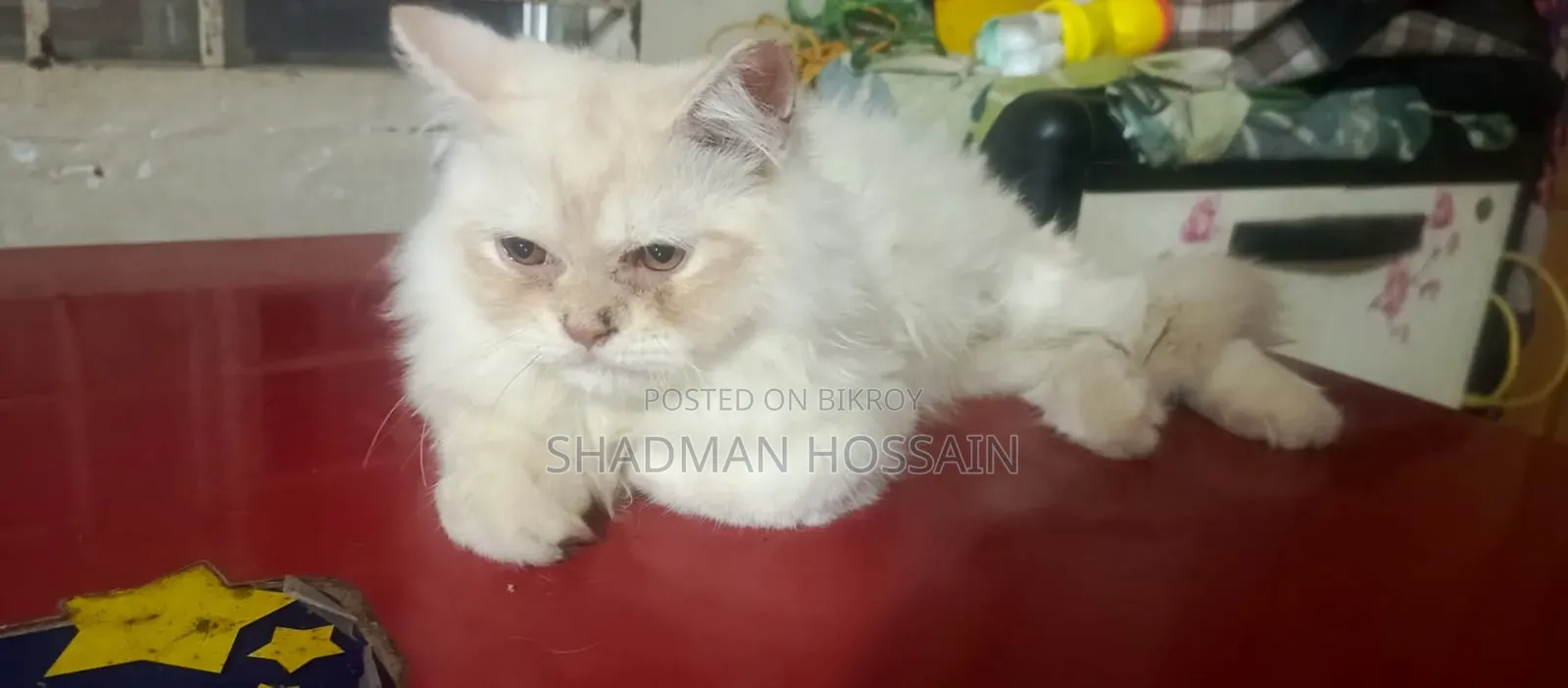 1-3 Months Male Purebred Persian
