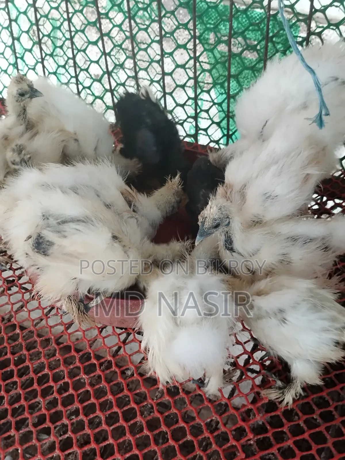 সিল্কি বাচ্চা বিক্রি হবে