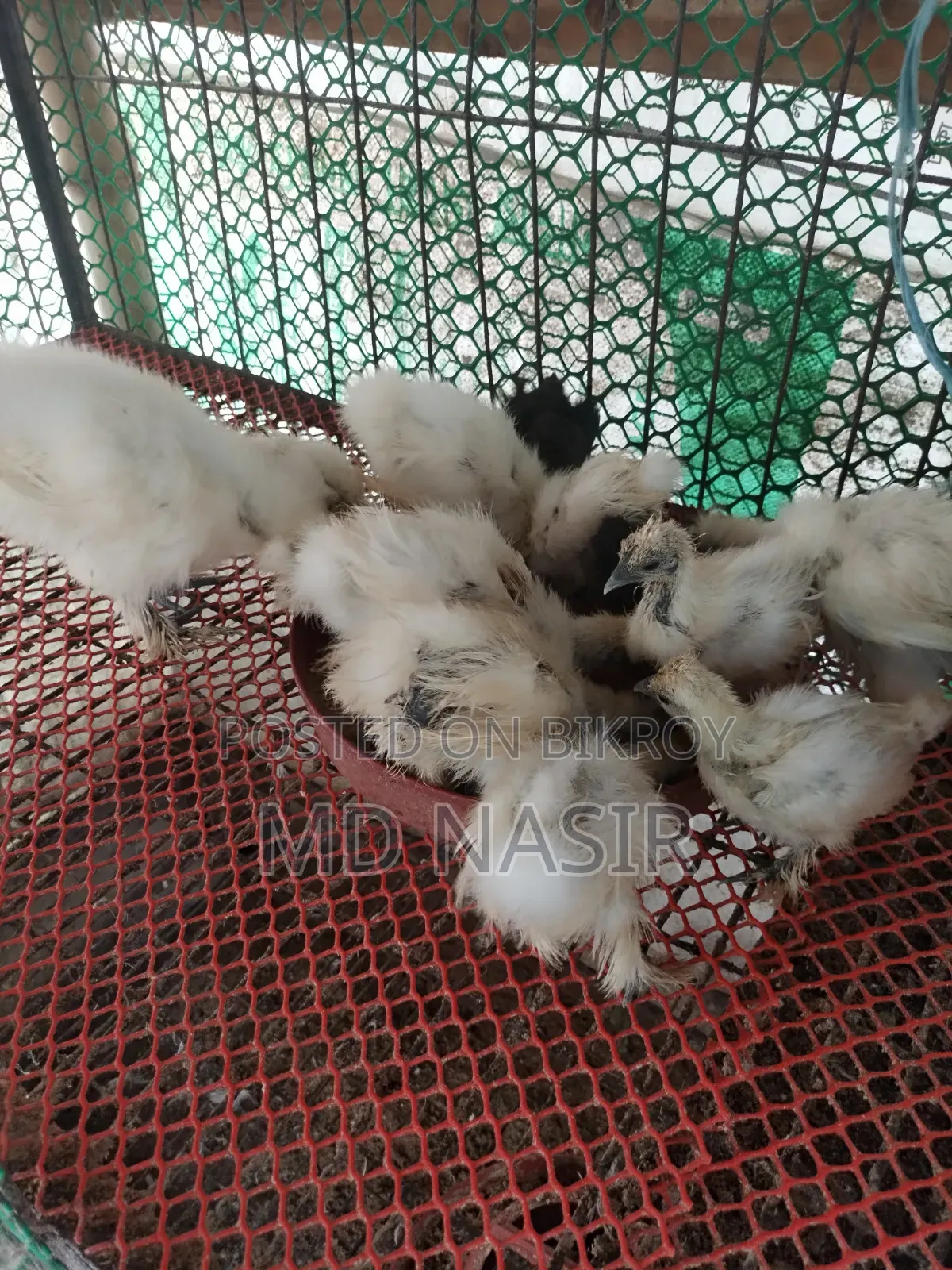 সিল্কি বাচ্চা বিক্রি হবে