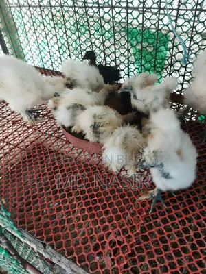 সিল্কি বাচ্চা বিক্রি হবে