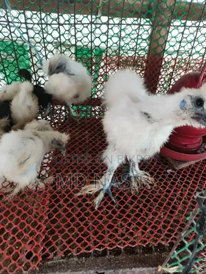 সিল্কি বাচ্চা বিক্রি হবে