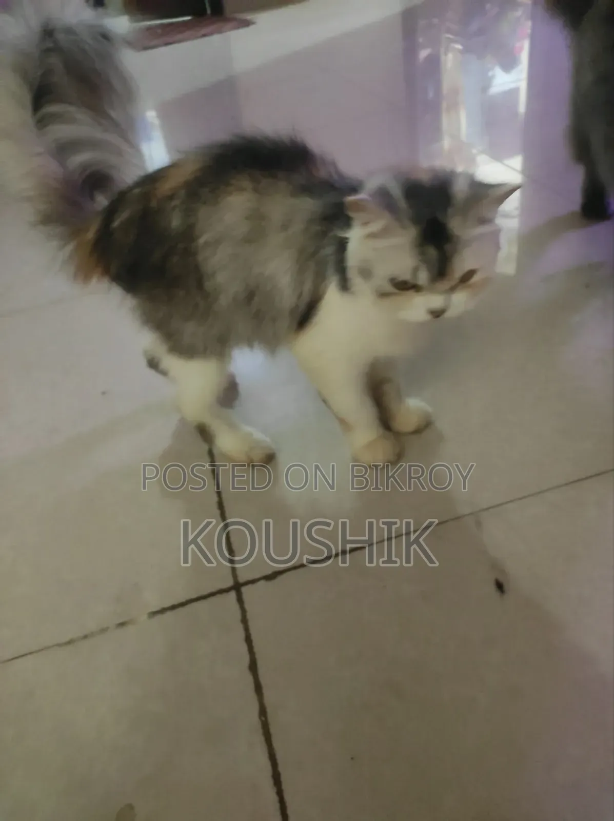 1+ Year Female Purebred Persian