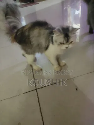 1+ Year Female Purebred Persian