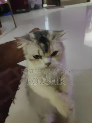 1+ Year Female Purebred Persian