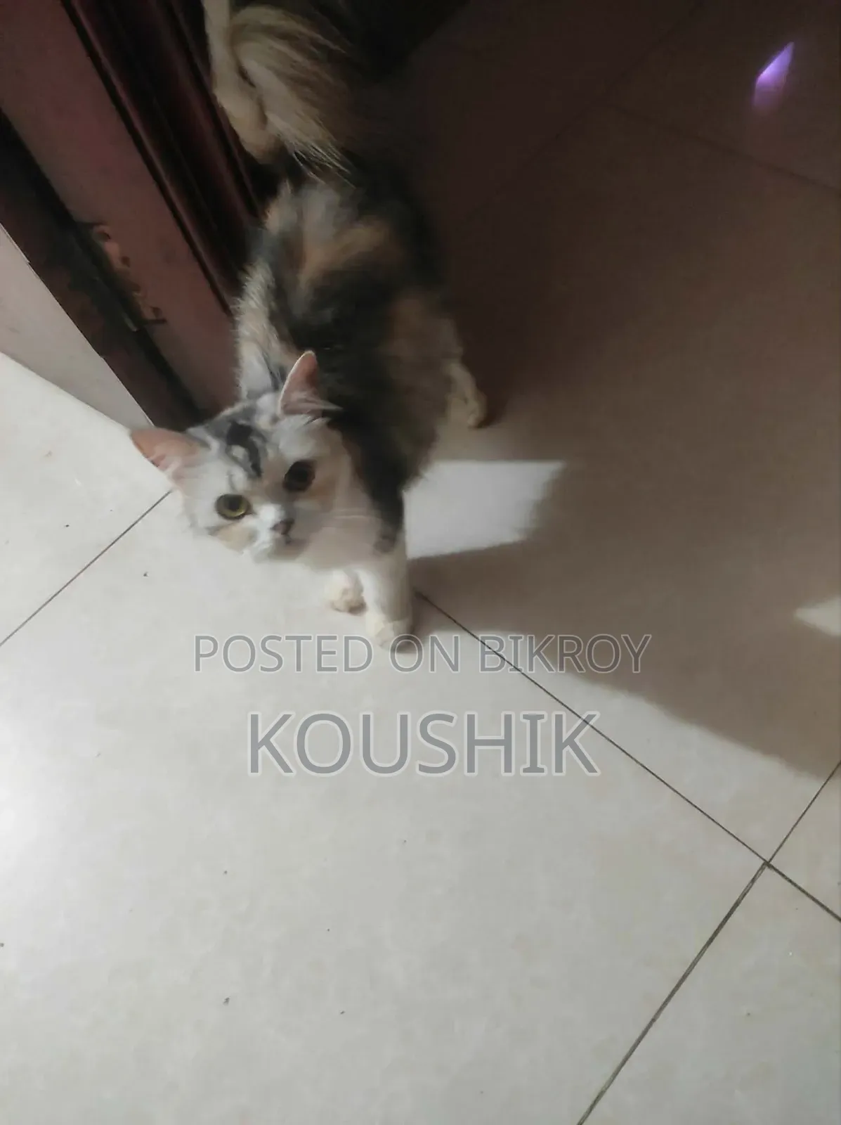 1+ Year Female Purebred Persian