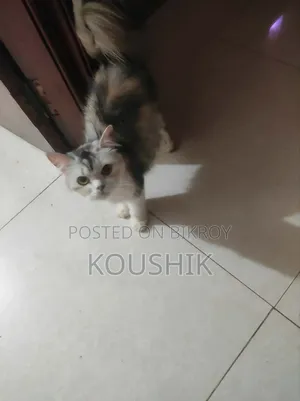1+ Year Female Purebred Persian