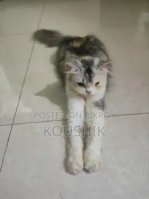 1+ Year Female Purebred Persian